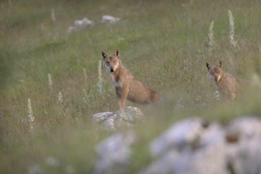 Abruzzo, Lazio and Molise National Park: Trekking&Wildlife. - A Closer Look at the Itinerary
