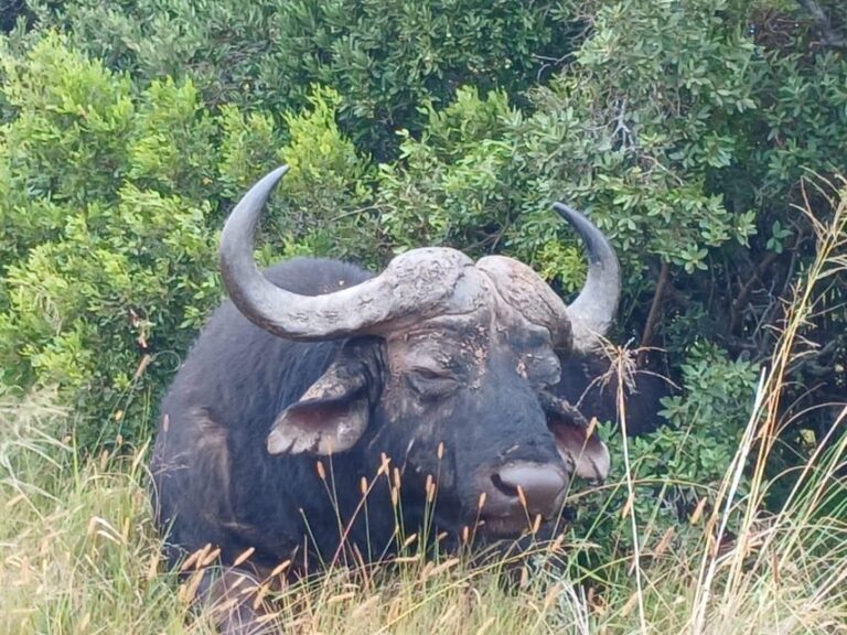 Addo Elephant Full Day Safari / Shore Excursions with BBQ
