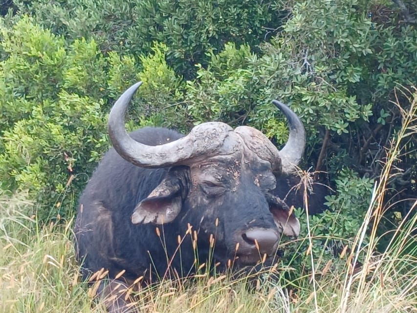 Addo Elephant Full Day Safari / Shore Excursions with BBQ - Exploring the Day: What to Expect from Start to Finish