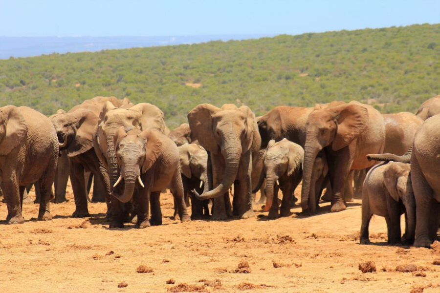 Addo Elephant National Park All Inclusive Full-Day Safari - The Experience: What You Can Expect from the Tour