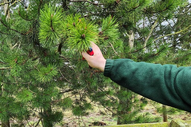 Adult Foraging Walk & Bushcraft Cookery Course for Beginners