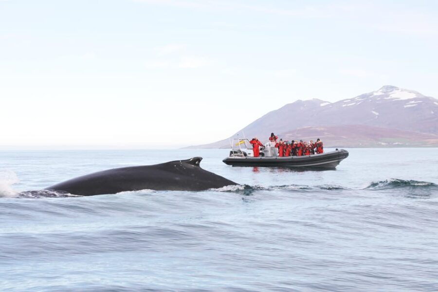 Akureyri: 2-Hour Whale Watching Express by RIB Speedboat - The Experience: What to Expect from Start to Finish