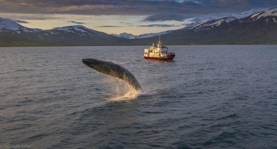Akureyri: 3-Hour Classic Whale Watching Tour by Ship - The Experience in Detail