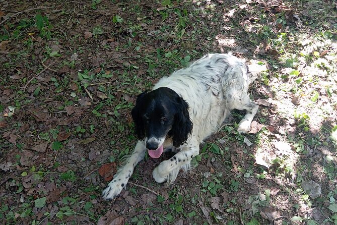 Alba Truffle Hunting, Barolo and Barbaresco Tasting