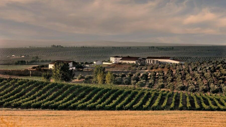 Alentejo Wine Tour from the Algarve - What to Expect from the Alentejo Wine Tour