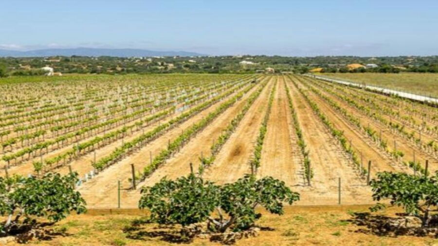 Algarve: Classic Wine Tour & Tasting in Silves - An Overview of the Algarve Classic Wine Tour