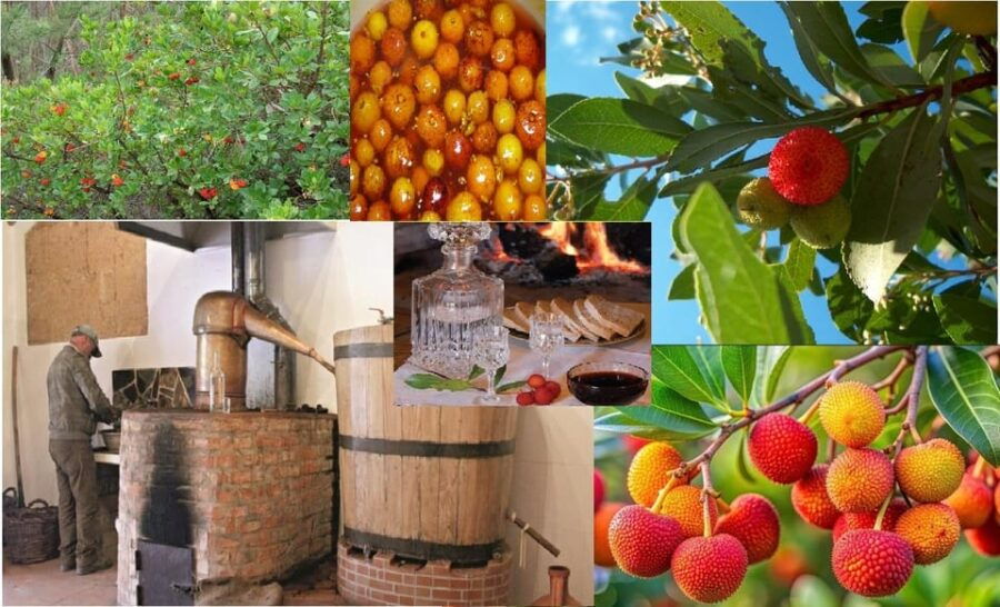 ALGARVE'S ARBUTUS BERRY TRAIL - Good To Know
