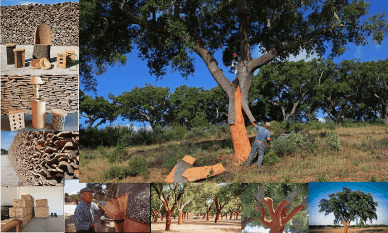 ALGARVE’S CORK TRAIL