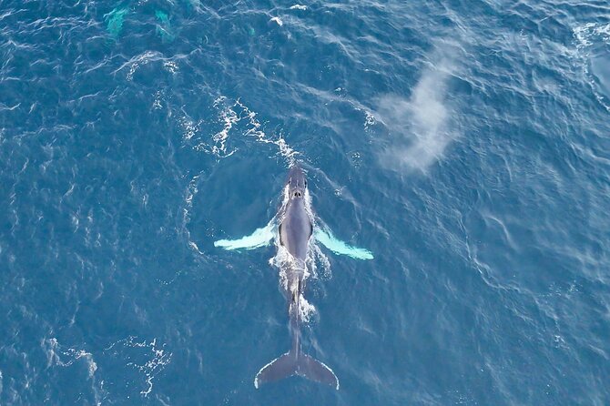 Alta Fjord Whale Watching on a Heated Boat - An In-Depth Look at the Alta Fjord Whale Watching Experience