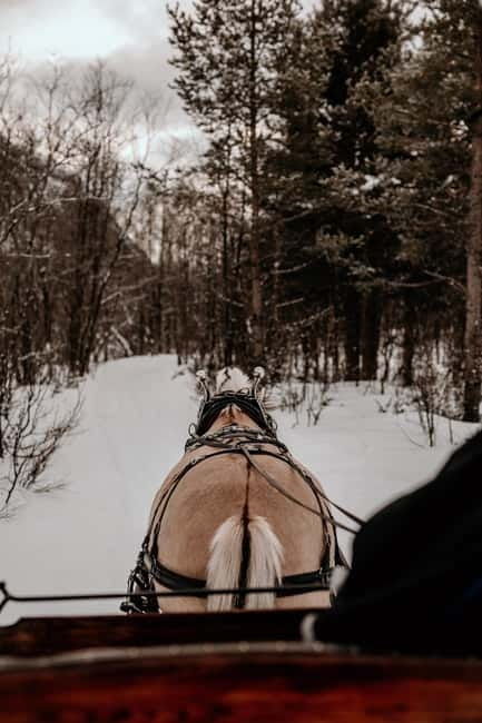 Alta: Sleigh or wagon Ride in the Arctic Countryside - A Detailed Look at the Alta Sleigh Ride Experience