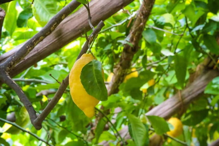 Amalfi Organic Lemon Tour & Wine Tasting + Dinner or Lunch