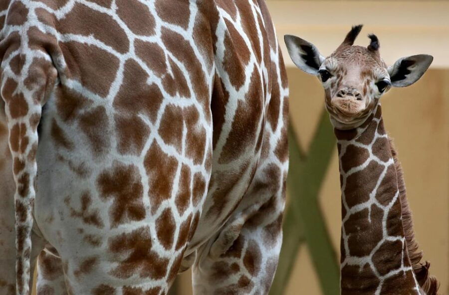 Amsterdam: Artis Royal Zoo & ARTIS-Micropia Combo Ticket - Introduction to the Experience