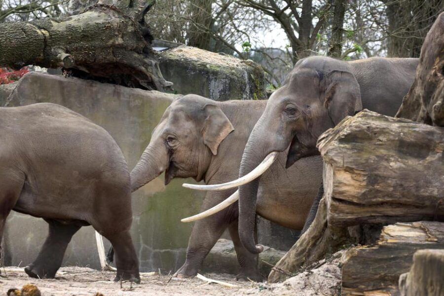 Amsterdam: ARTIS Royal Zoo Entry Ticket - A Walk Through the History and Layout of ARTIS Royal Zoo