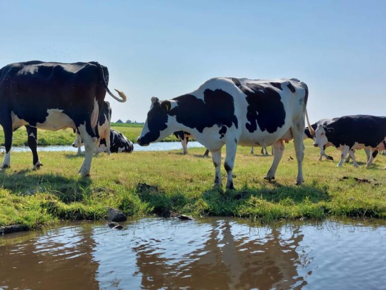 Amsterdam & Countryside Private Tour by premium car