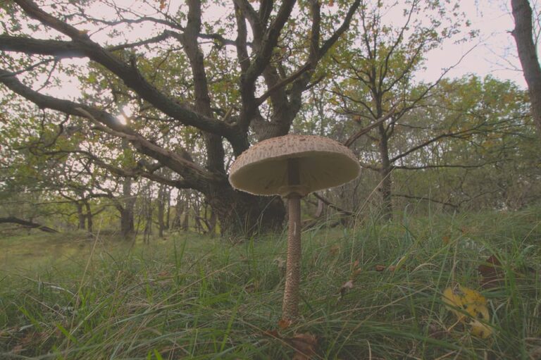 Amsterdam: Hidden Gem Nature & Wildlife Expedition