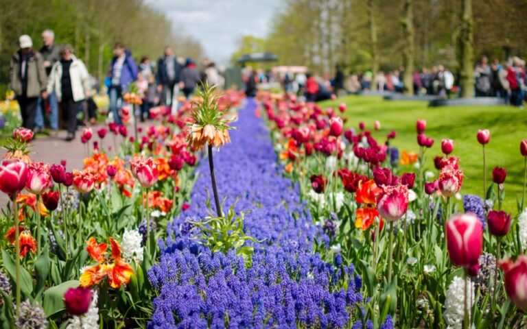 Amsterdam: Keukenhof and Zaanse Schans Windmills Day Trip