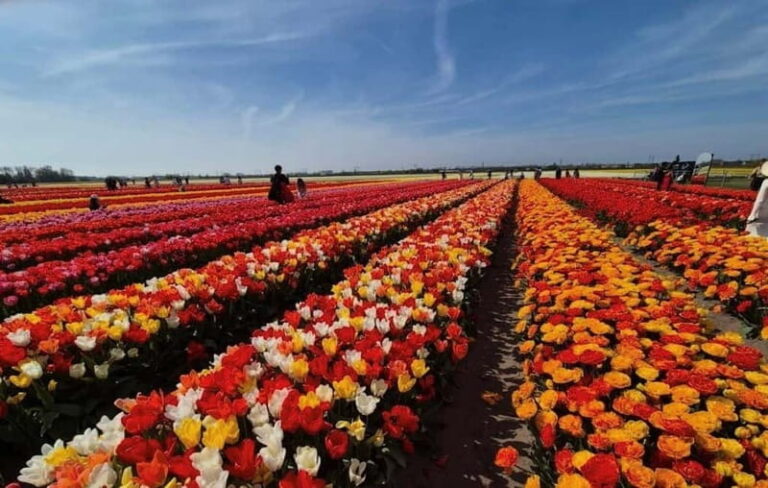 Amsterdam : Tulip Wonderland Tour