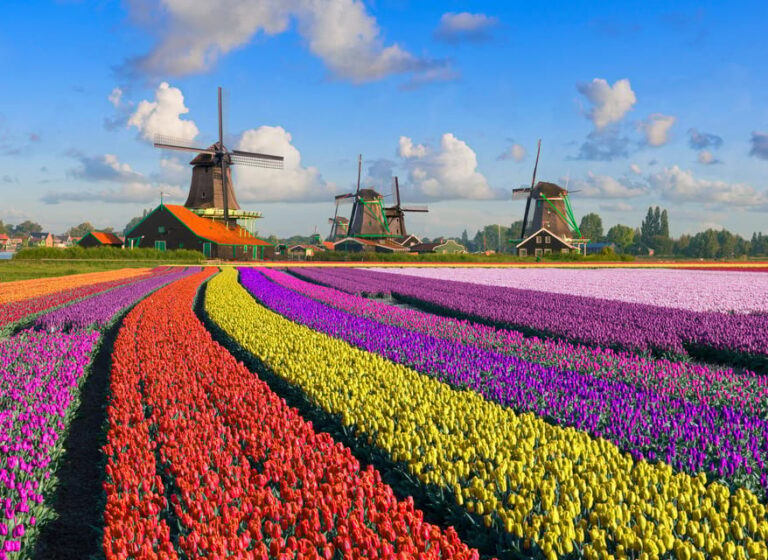 Amsterdam: Zaanse Schans, The Hague & Rotterdam Tour
