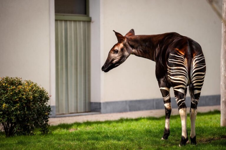 Antwerp: ZOO Entry Ticket