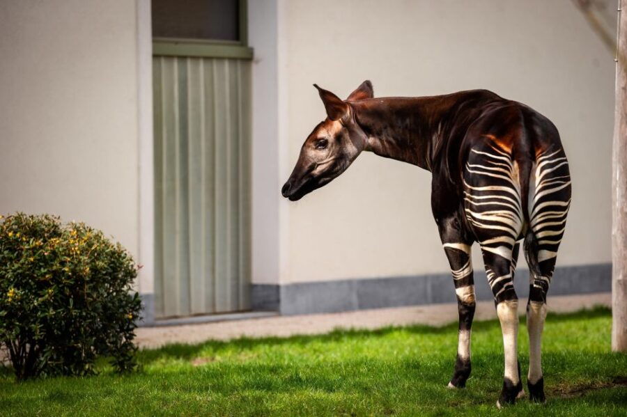 Antwerp: ZOO Entry Ticket - A Detailed Look at Antwerp ZOO