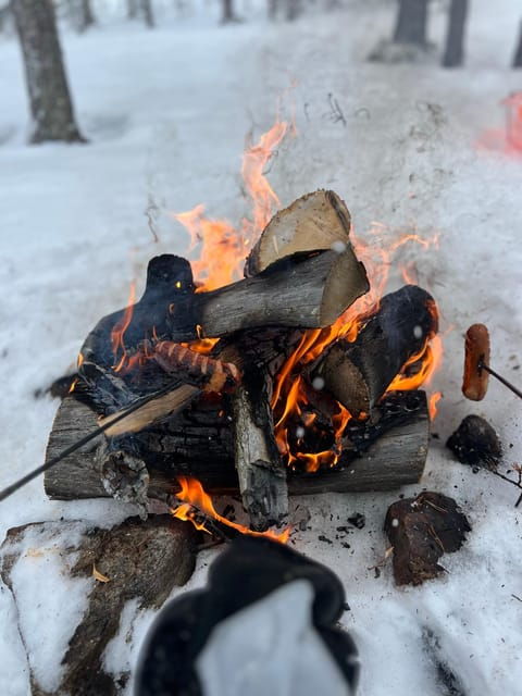 Arctic Reindeer Farm Experience with Snowshoeing in the Wild