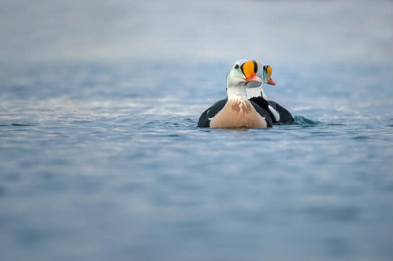 Around Hornøya – Birdwatching & Whalewatching Boat Excursion