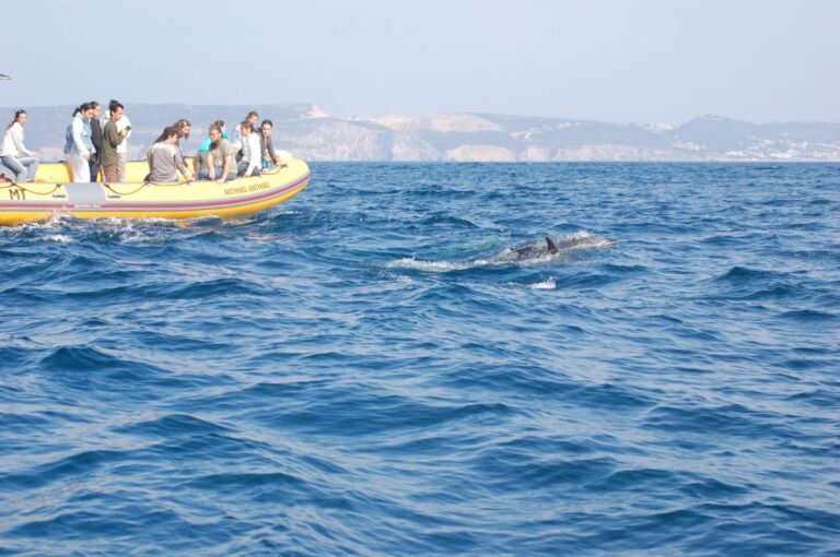 Arrábida – Sesimbra: Dolphin Watching