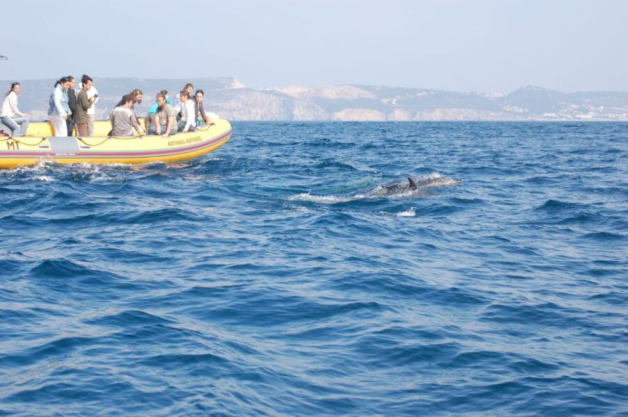 Arrábida - Sesimbra: Dolphin Watching - A Closer Look at the Experience