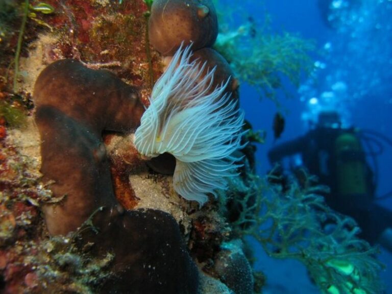 Athens East Coast: Open Water Diver Course in Nea Makri