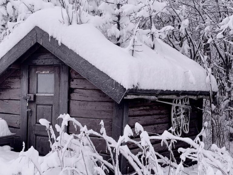 Bardufoss: Wild Moose Safari with Lunch