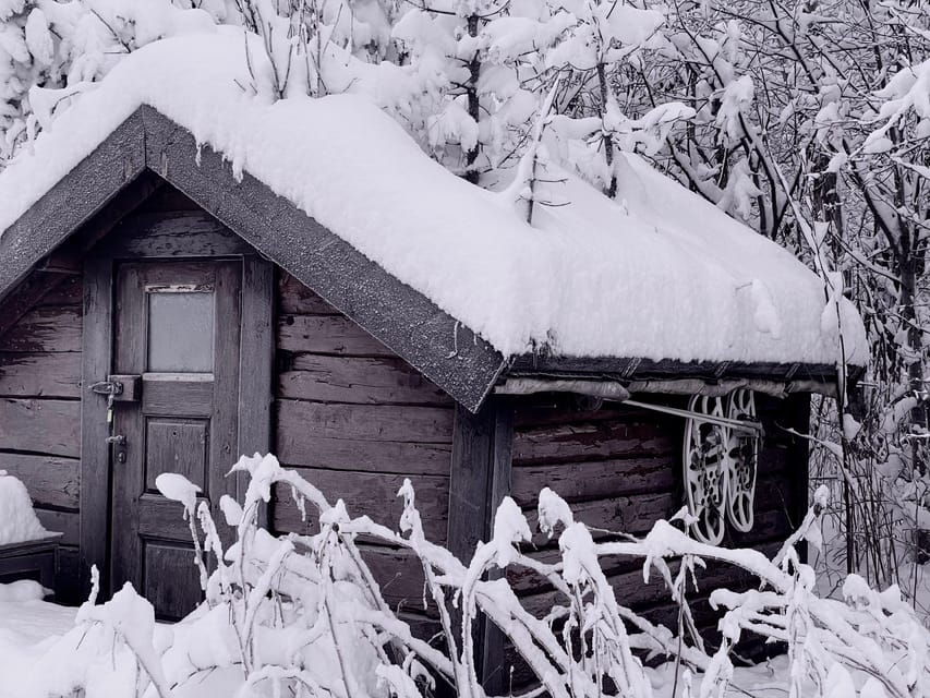 Bardufoss: Wild Moose Safari with Lunch - What to Expect from Your Wild Moose Safari