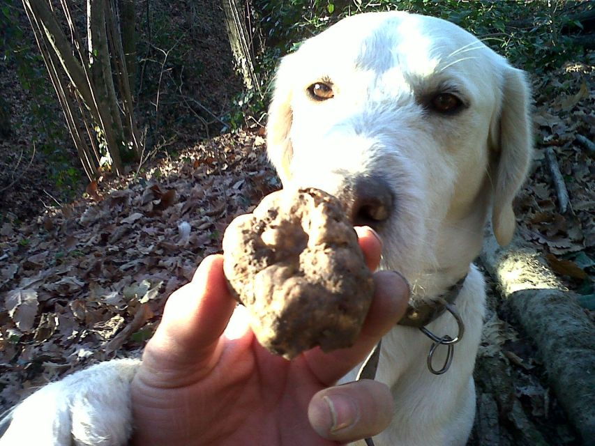Barolo: Truffle Hunting and Wine Tasting - A Deep Dive into the Experience
