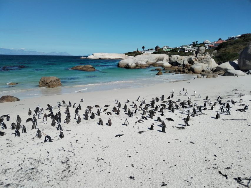 Beach Day at Boulder's Beach & Penguin watching, Half Day - Exploring the Full Experience: What to Expect on This Tour