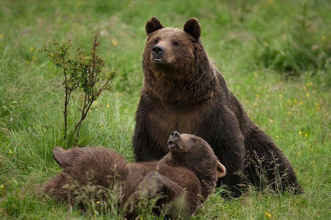 Bear Sanctuary & Rasnov Fortress – Private day tour from Bucharest