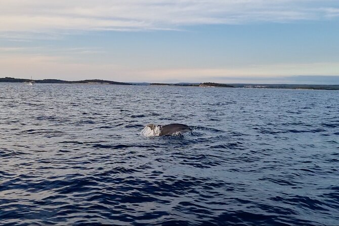 Beautiful Sunset and Dolphin Watching
