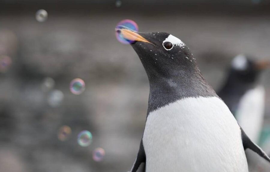 Bergen: Bergen Aquarium Entry Ticket - An In-Depth Look at Bergen Aquarium