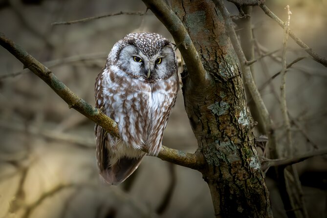Bird Watching Private Tour in Copenhagen