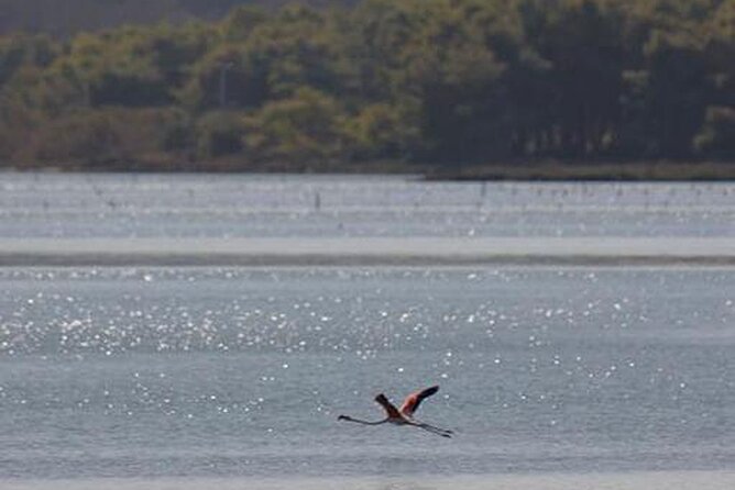 Birdwatching Experience in Narte Lagoon & Akerni Dunes - Exploring the Itinerary: What’s in Store