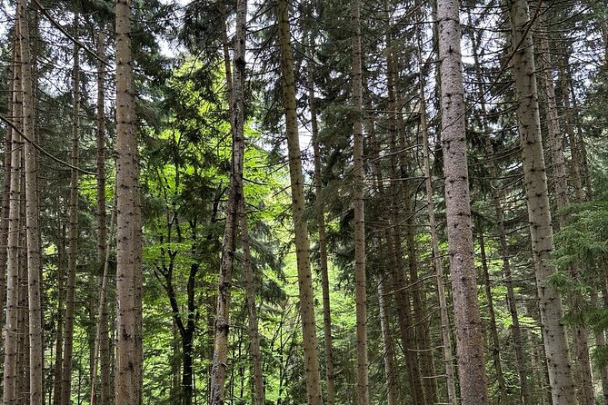 Borjomi Nature Wonderland Guided Tour from Tbilisi