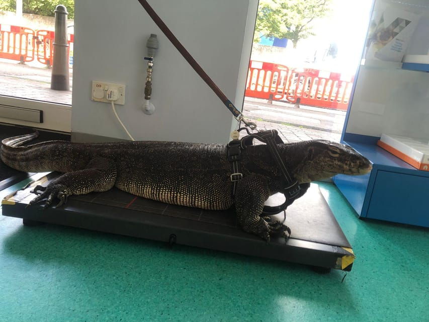 Bristol: Big Lizard Keeper for Two People - An In-Depth Look at the Bristol Big Lizard Keeper Experience