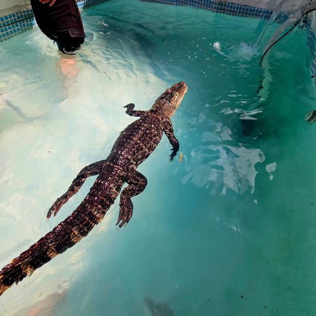 Bristol: Crocodile Swimming Experience with Lunch x2