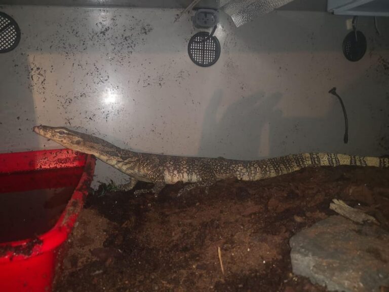 Bristol: Lizard Experience with Lunch