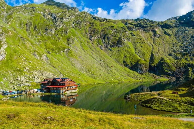Bucharest: Bears Safari on Top Gear Road Transfagarasan