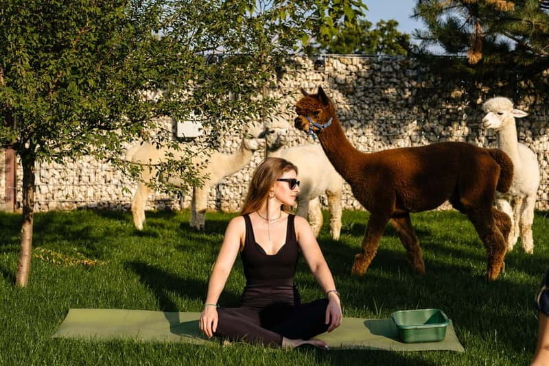 Bucharest: Day Trip at the The Tribe Alpaca Retreat - What to Expect from the Experience