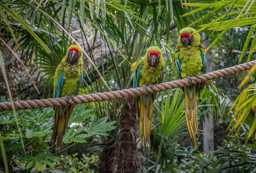 Chester: Chester Zoo Entry Ticket - An Inside Look at Chester Zoo