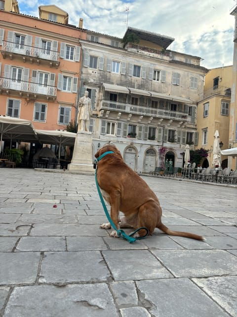 Corfu: Dog Sightseeing Tour