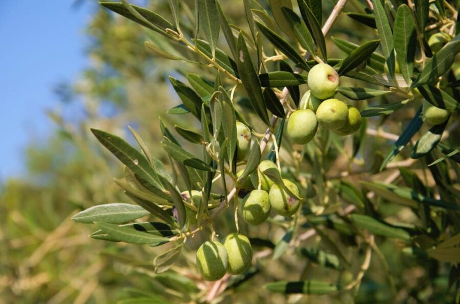 Cres: Olive Oil Walking Tour with Tastings - A Comprehensive Look at the Cres Olive Oil Walking Tour