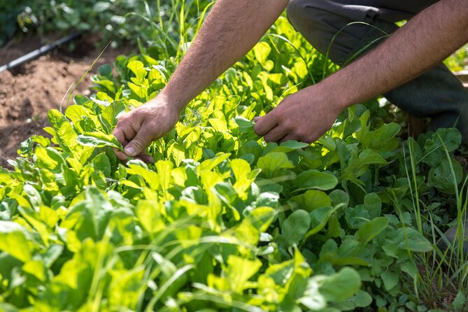 Culinary Agristory in Vathis - Kalymnos - An In-Depth Look at Culinary Agristory in Vathis