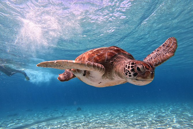 Curacao: Swimming with Sea Turtles and Grote Knip Beach Tour - Who Is This Tour Best For?