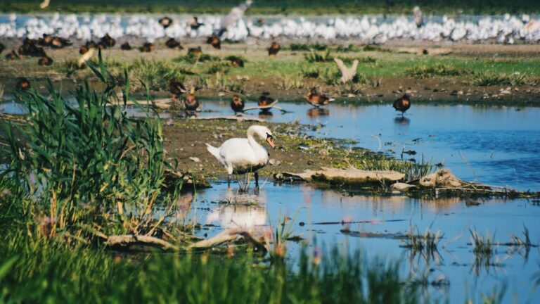 Danube Delta: Boat Tour Through the Water Lily Reserve
